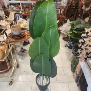 bannana plant 4 feet 8 leaves